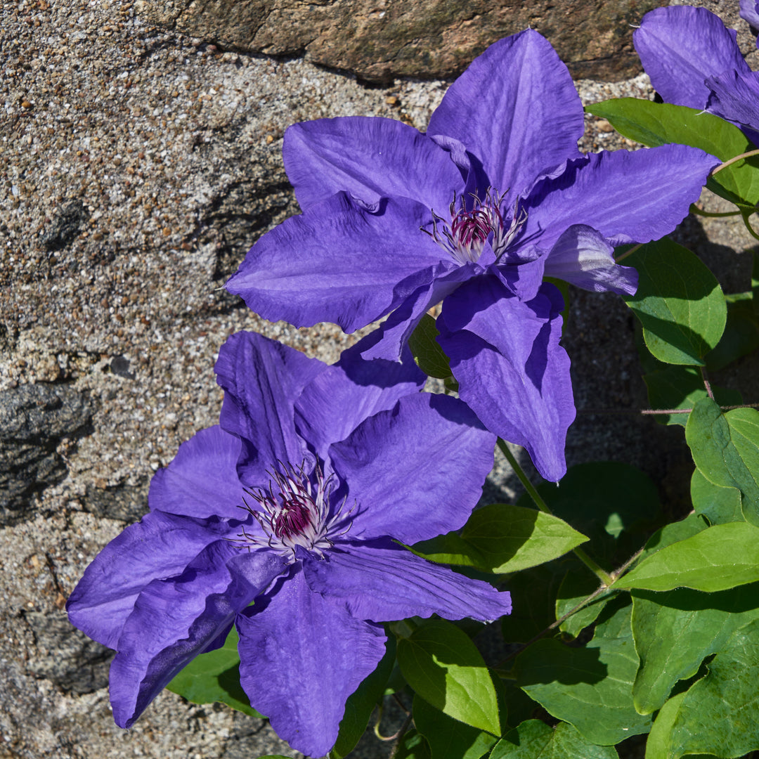 Lindsay flower, purple and blue with white centre.