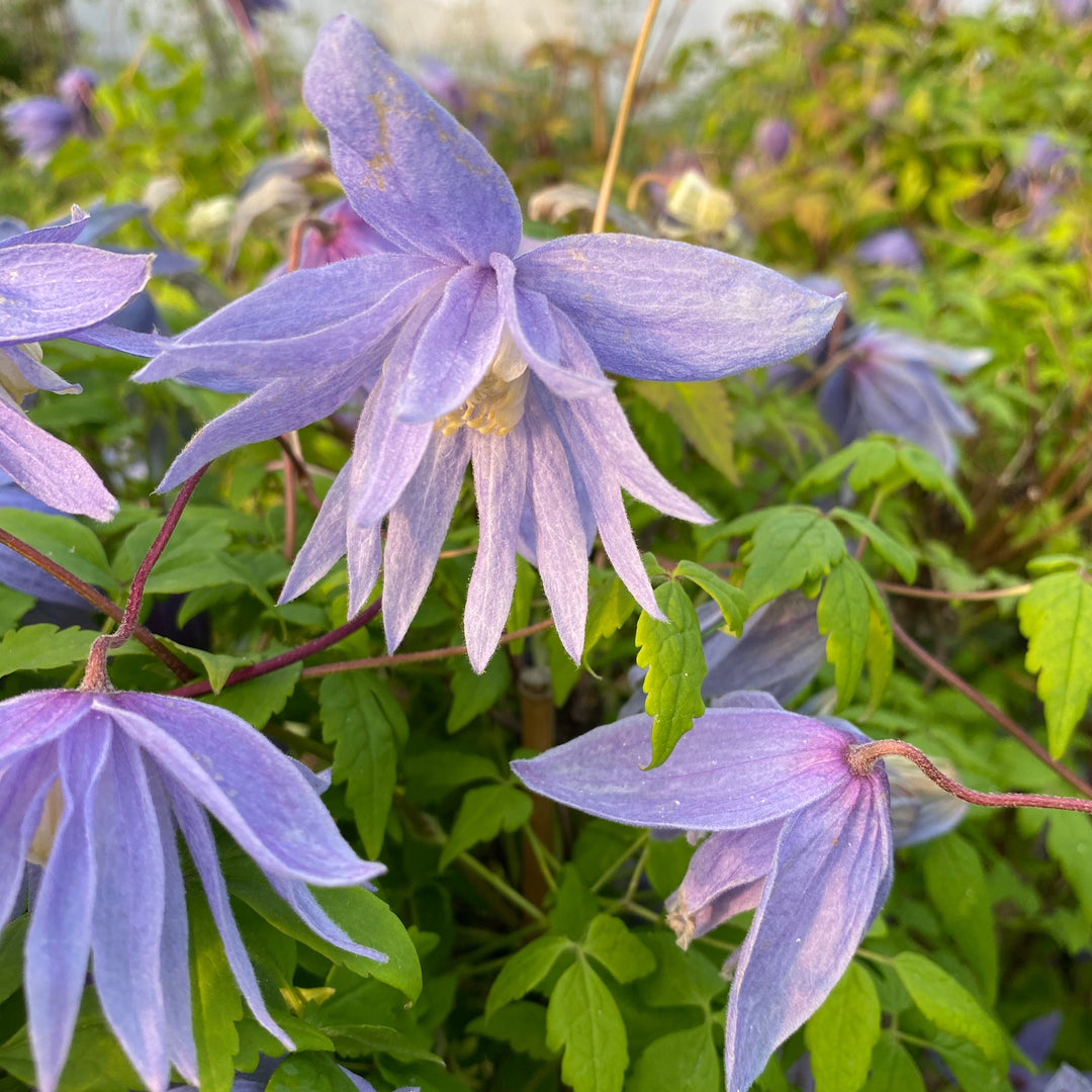 Clematis macropetala