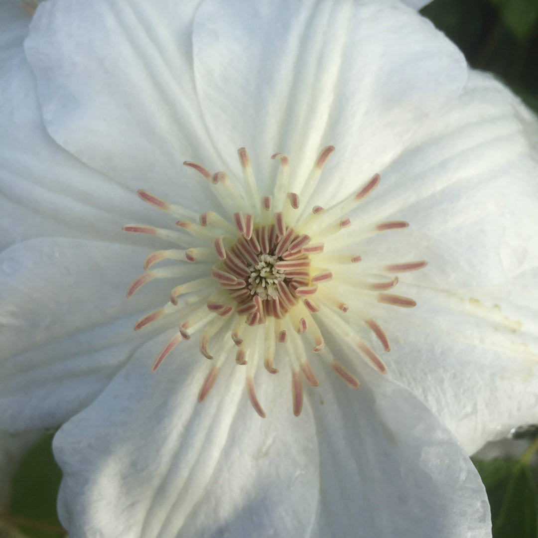 Clematis 'Mrs George Jackman'
