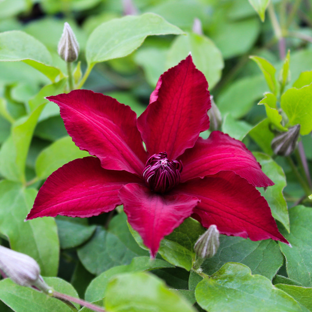 Clematis 'Nubia' (Evipo079)