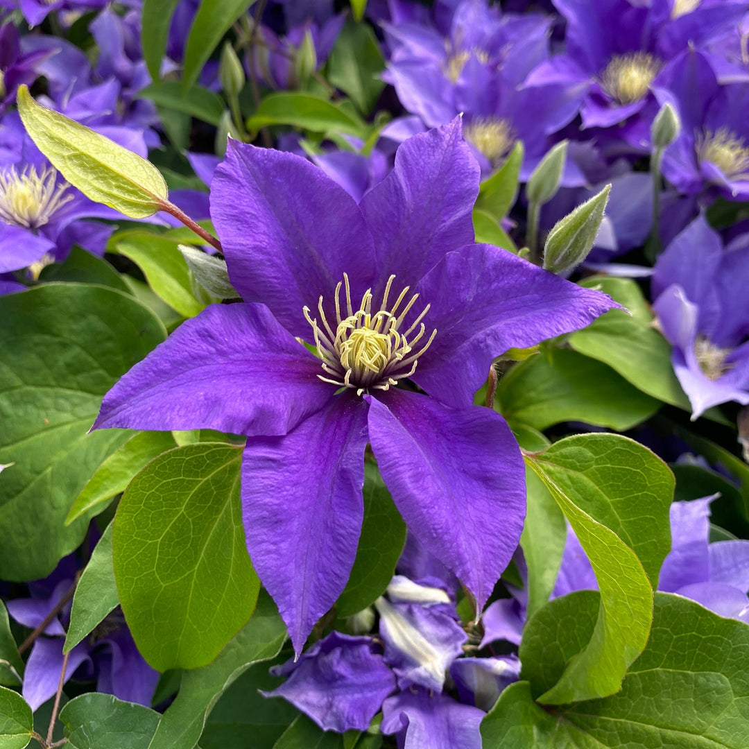 Clematis 'Olympia' (Evipo099)