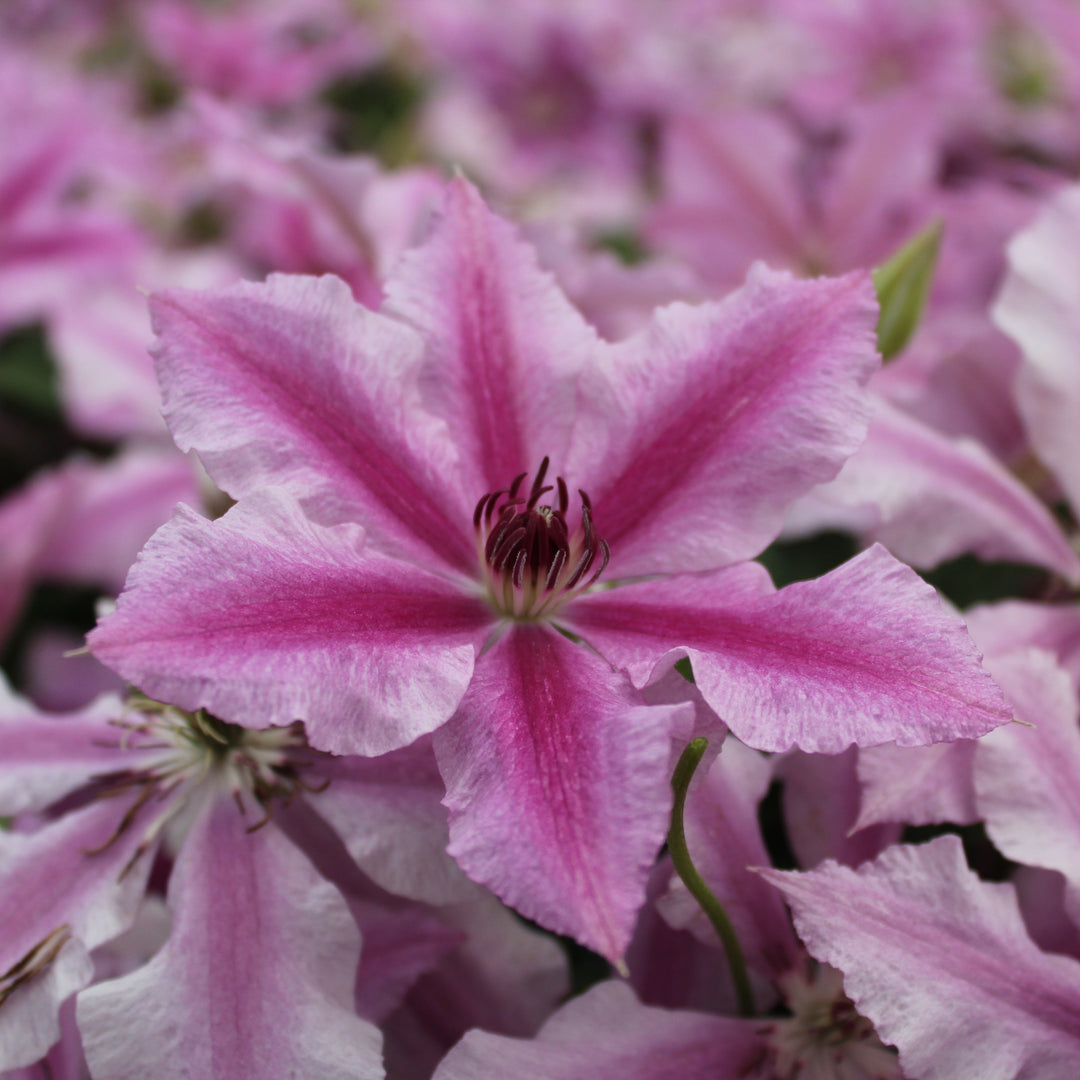 Clematis 'Ooh La La' (Evipo041)