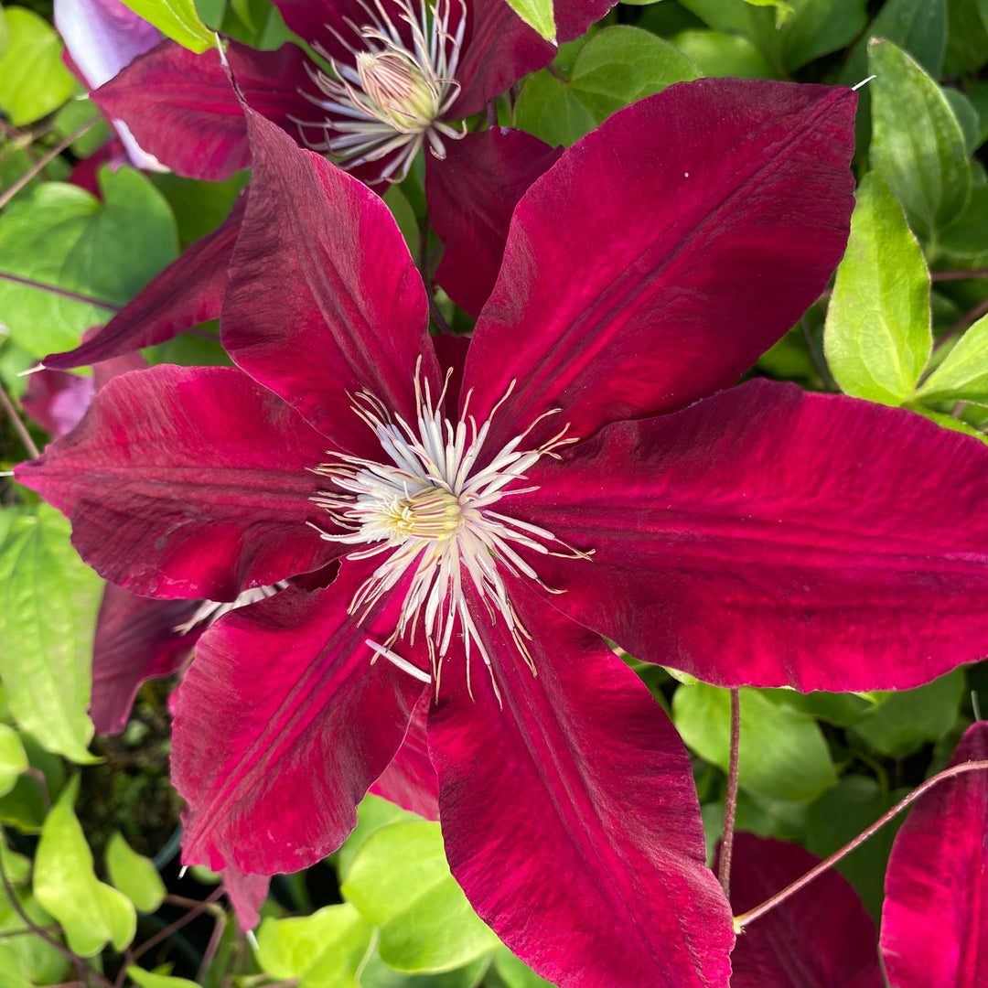 Clematis 'Rebecca' (Evipo016)