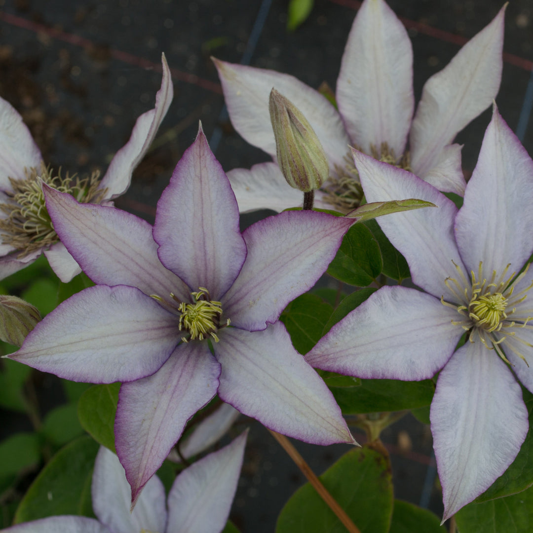 Clematis 'Samaritan Jo' (Evipo075)