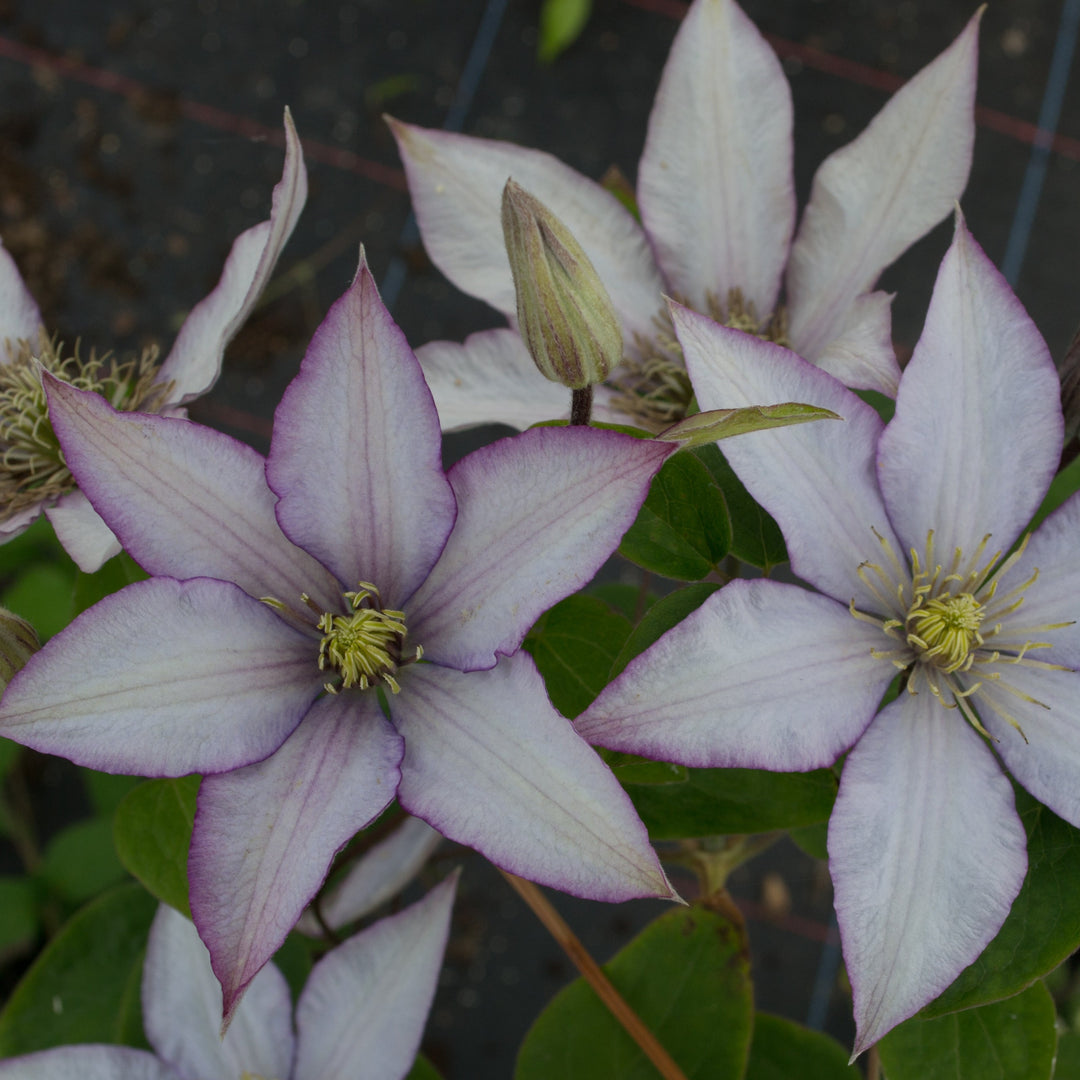 RE Clematis 'Samaritan Jo' (Evipo075)