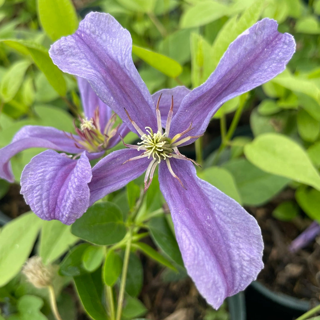 Clematis integrifolia 'Saphyra Estrella' (Cleminov27)