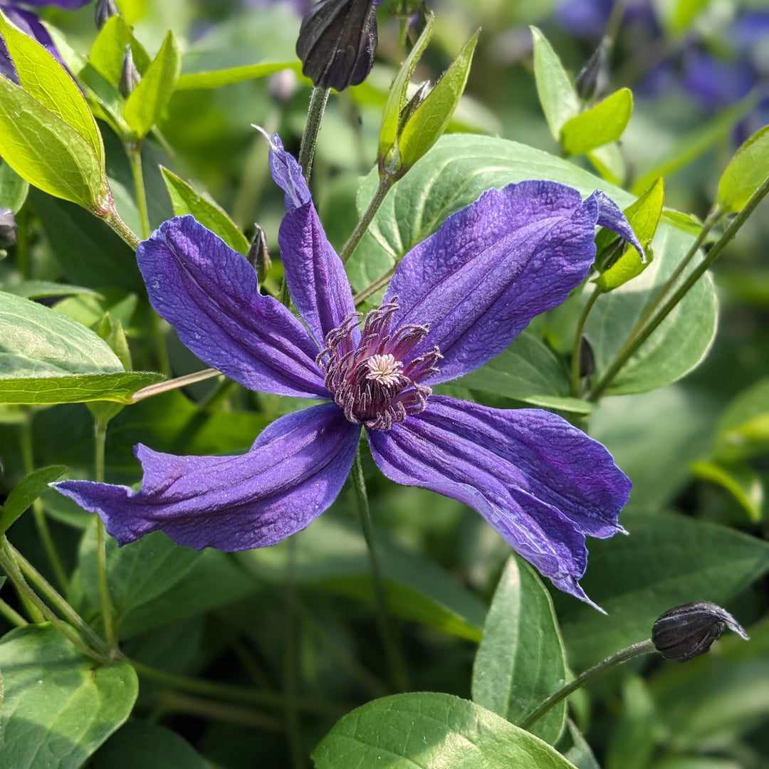 Saphyra Indigo purple flower with purple stamen