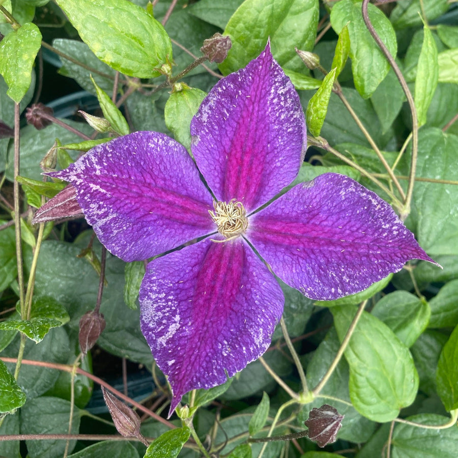 Clematis 'Star of India'