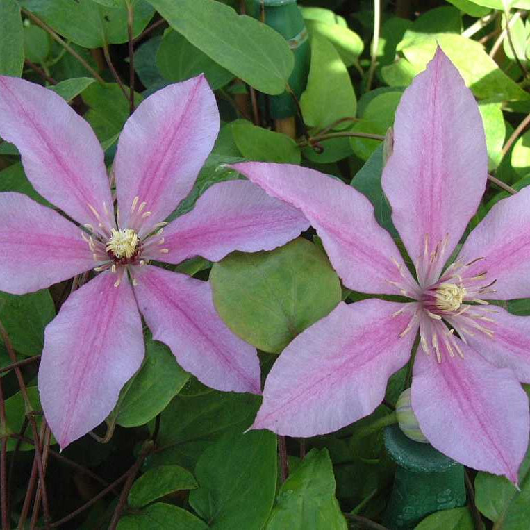 Clematis 'Sugar Candy'