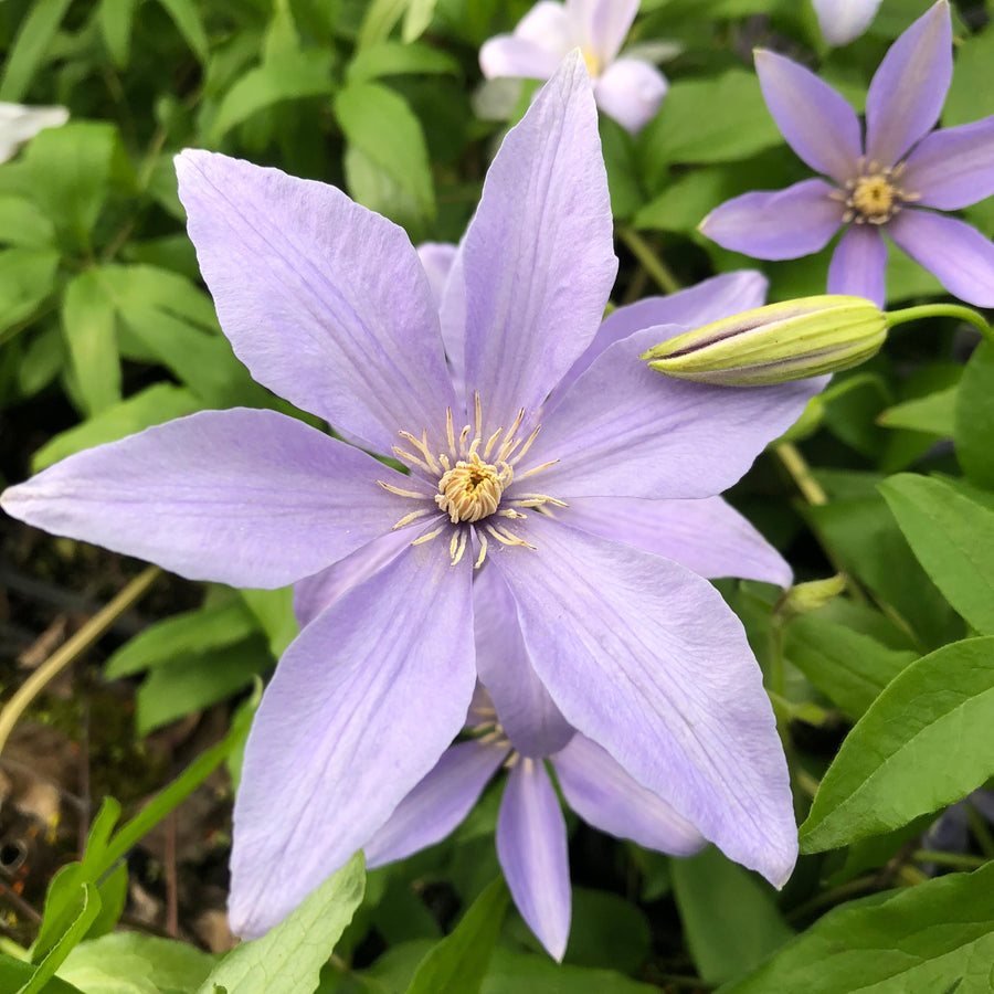 Clematis 'Sugar Sweet'