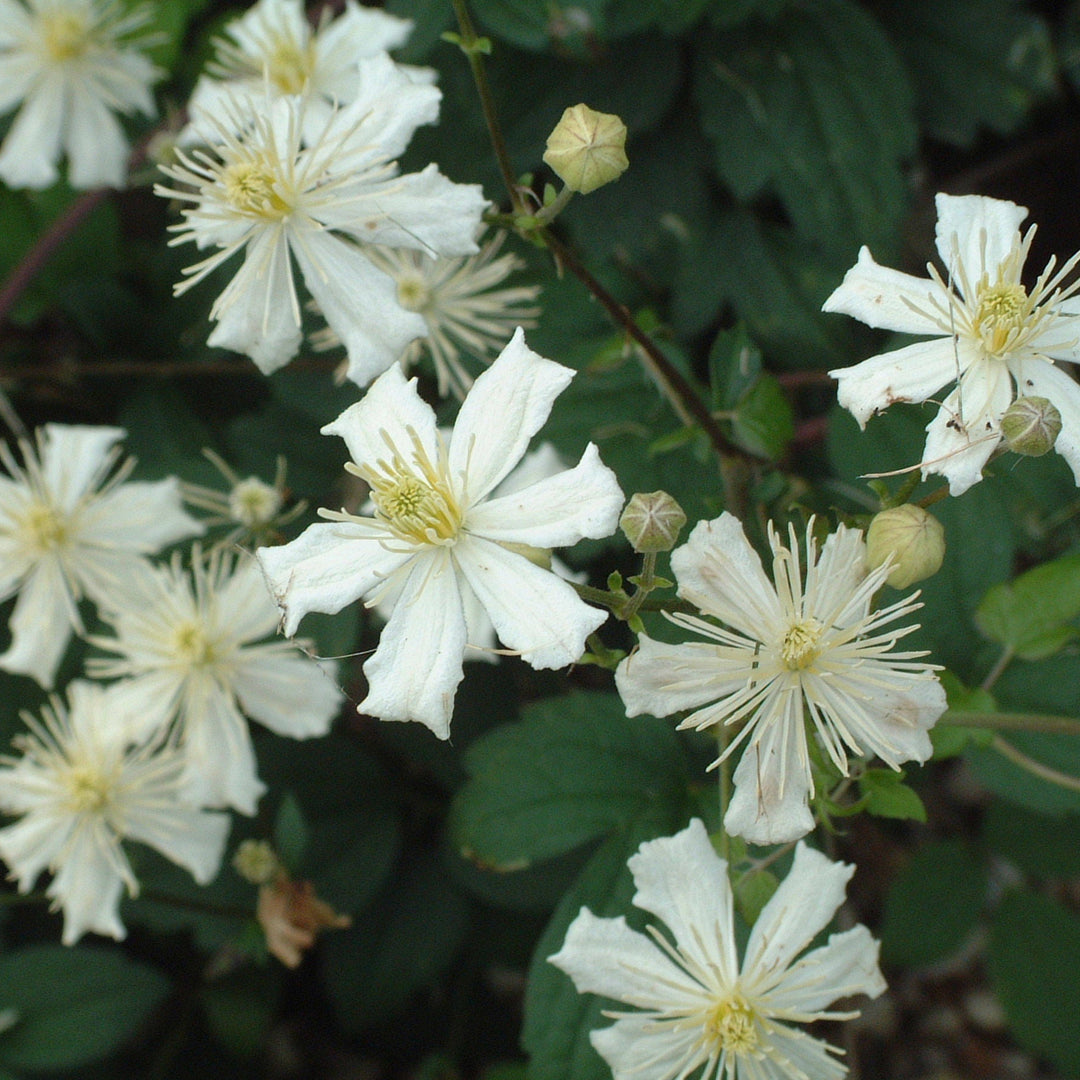 Clematis 'Fargesiodes Summer Snow'