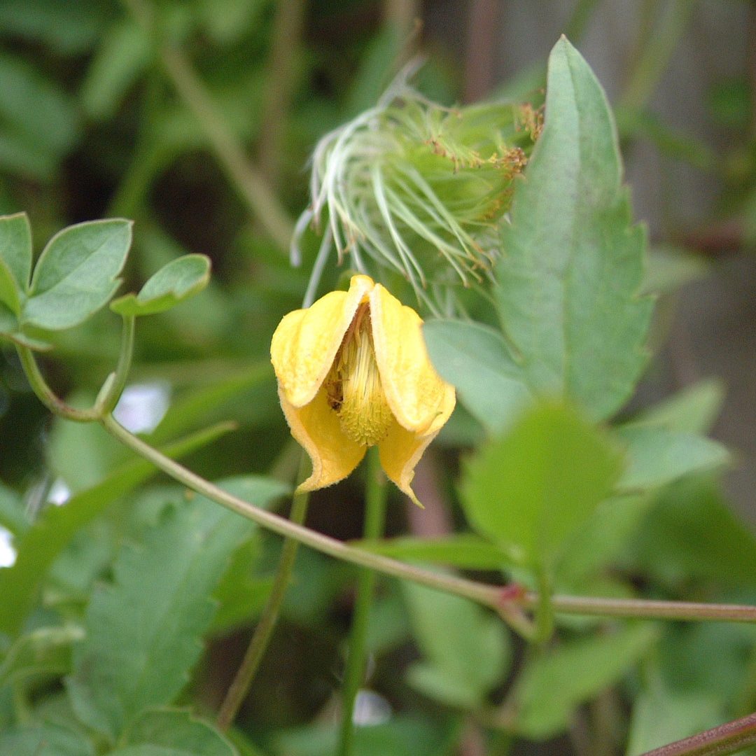 Clematis tangutica