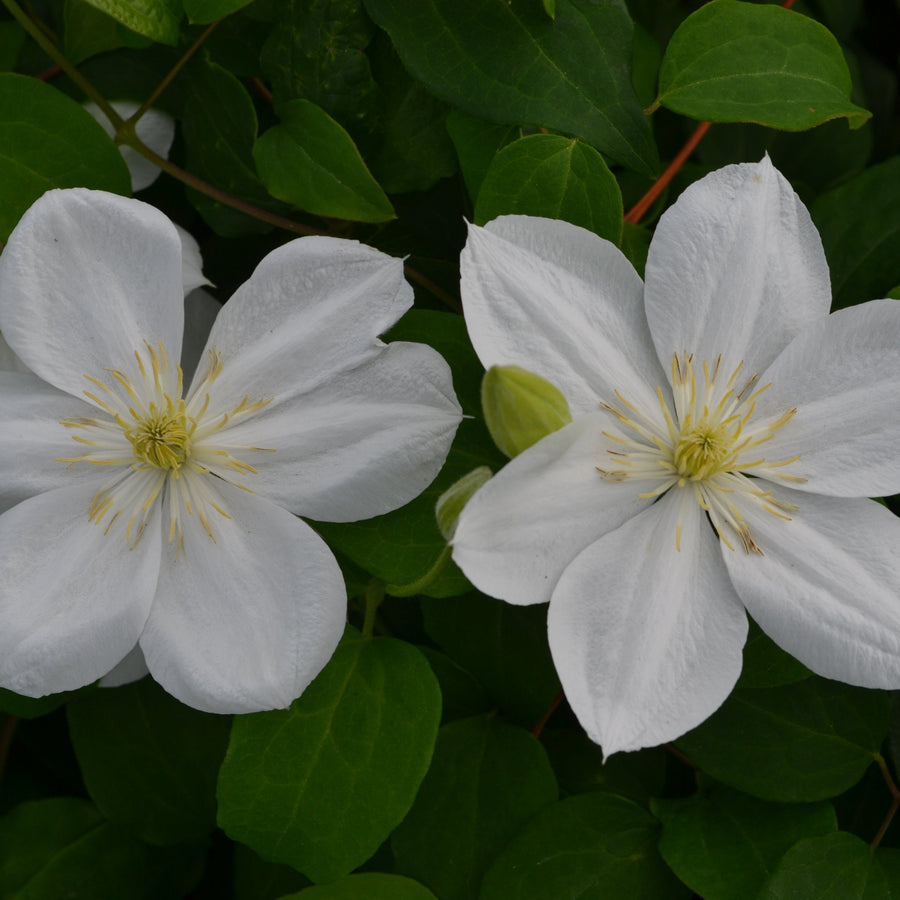 Clematis 'The Bride'