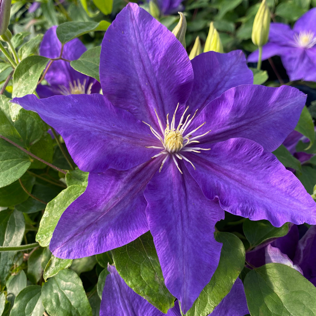 Clematis 'The Duchess of Cornwall' (Evipo118)