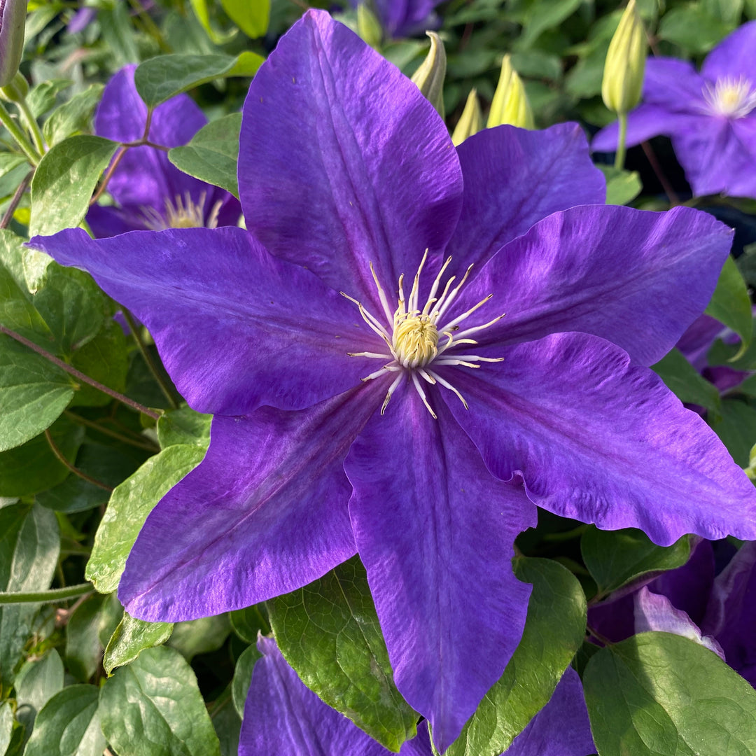 Clematis 'The Duchess of Cornwall' (Evipo118)