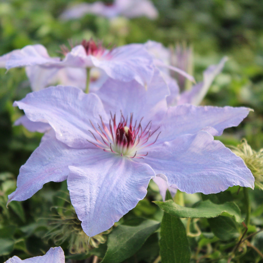 Clematis 'The First Lady'