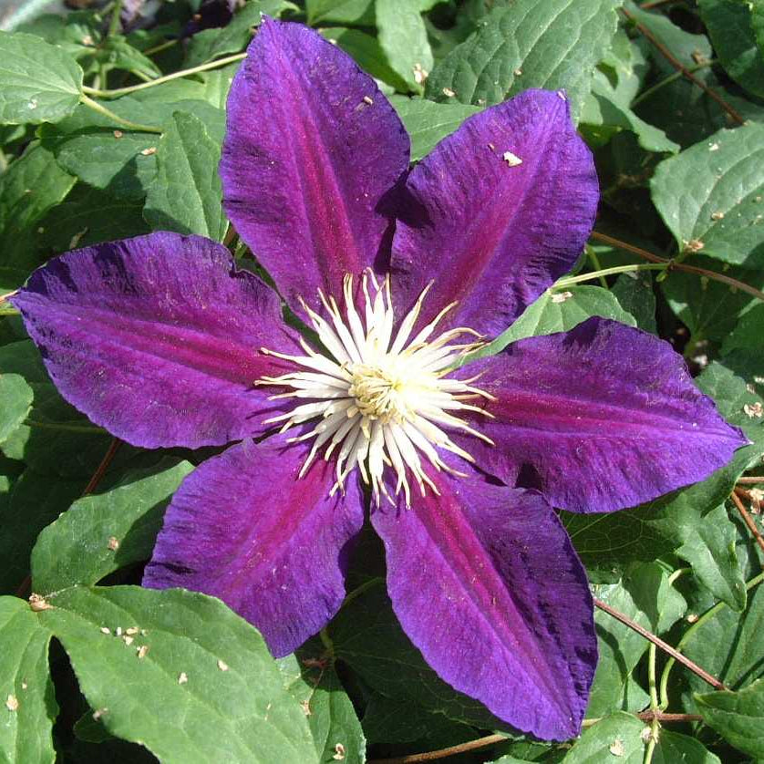 Clematis 'The Vagabond'