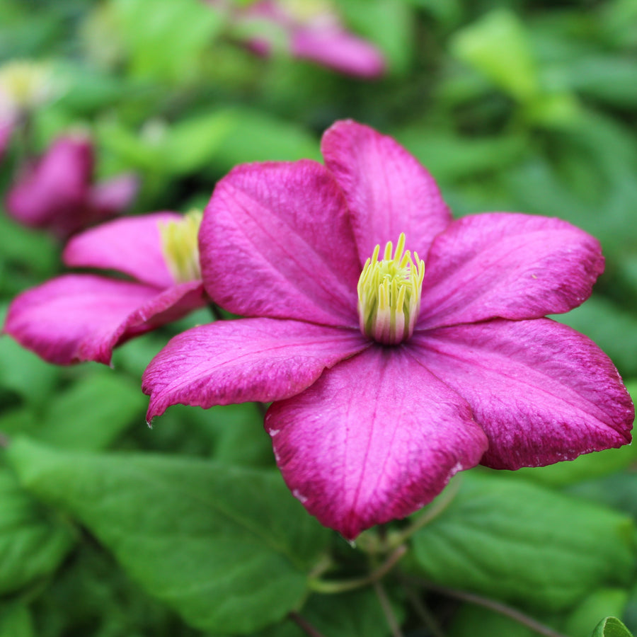 Tickled pink flower, dark pink edges, light pink flower