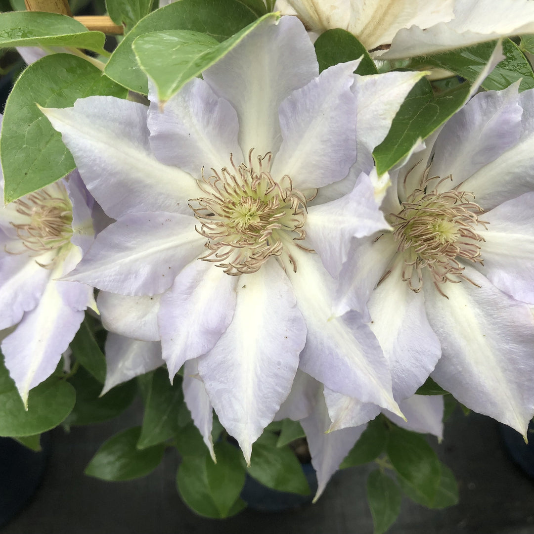 Clematis 'Tranquilite' (Evipo111)