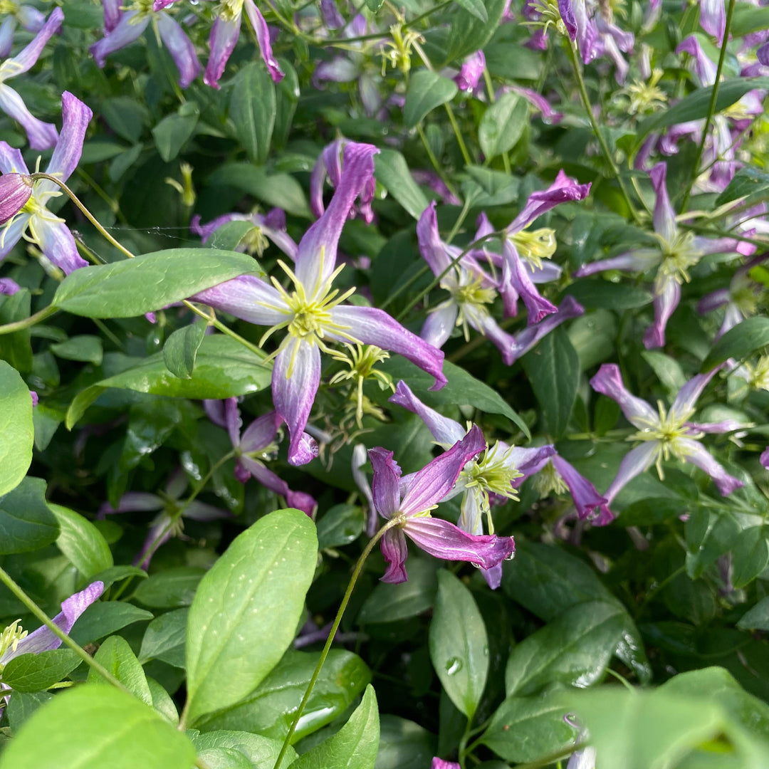 Clematis triternata 'Rubromarginata'