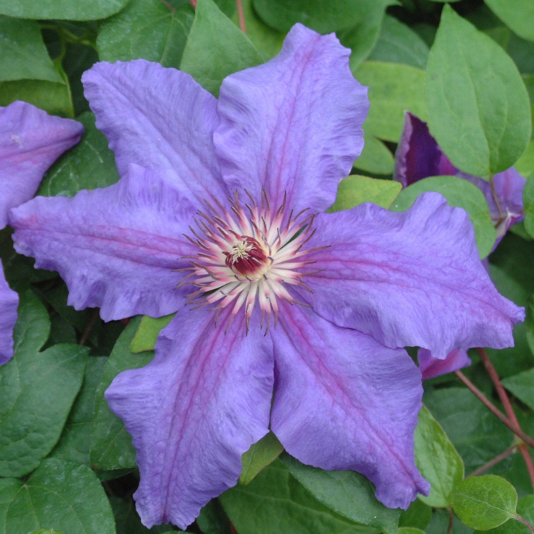 Clematis 'Tumaini' (EviGsy151)