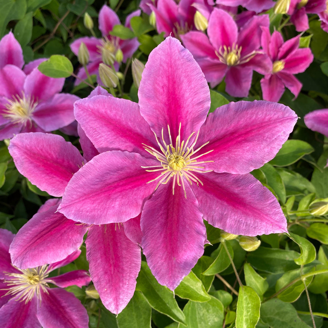 Clematis 'Vicki' (Evipo0114)