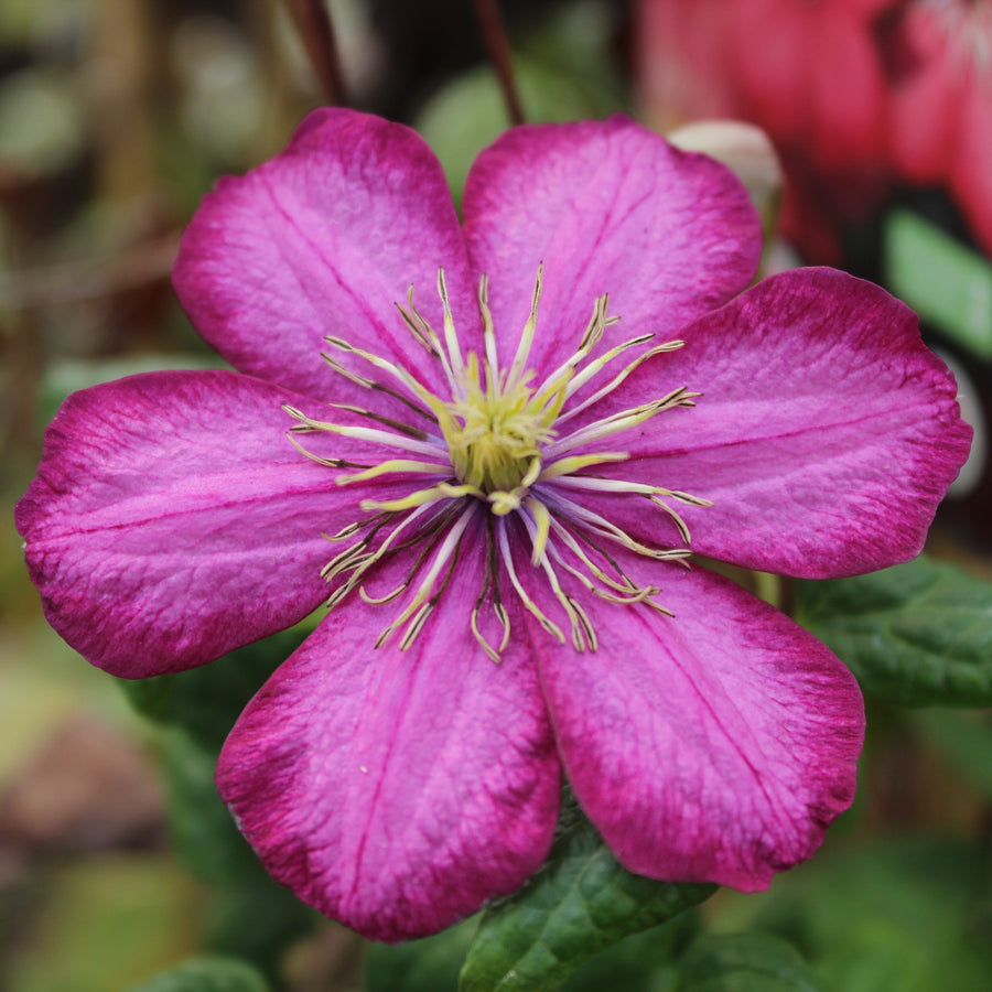 Clematis 'Ville De Lyon'