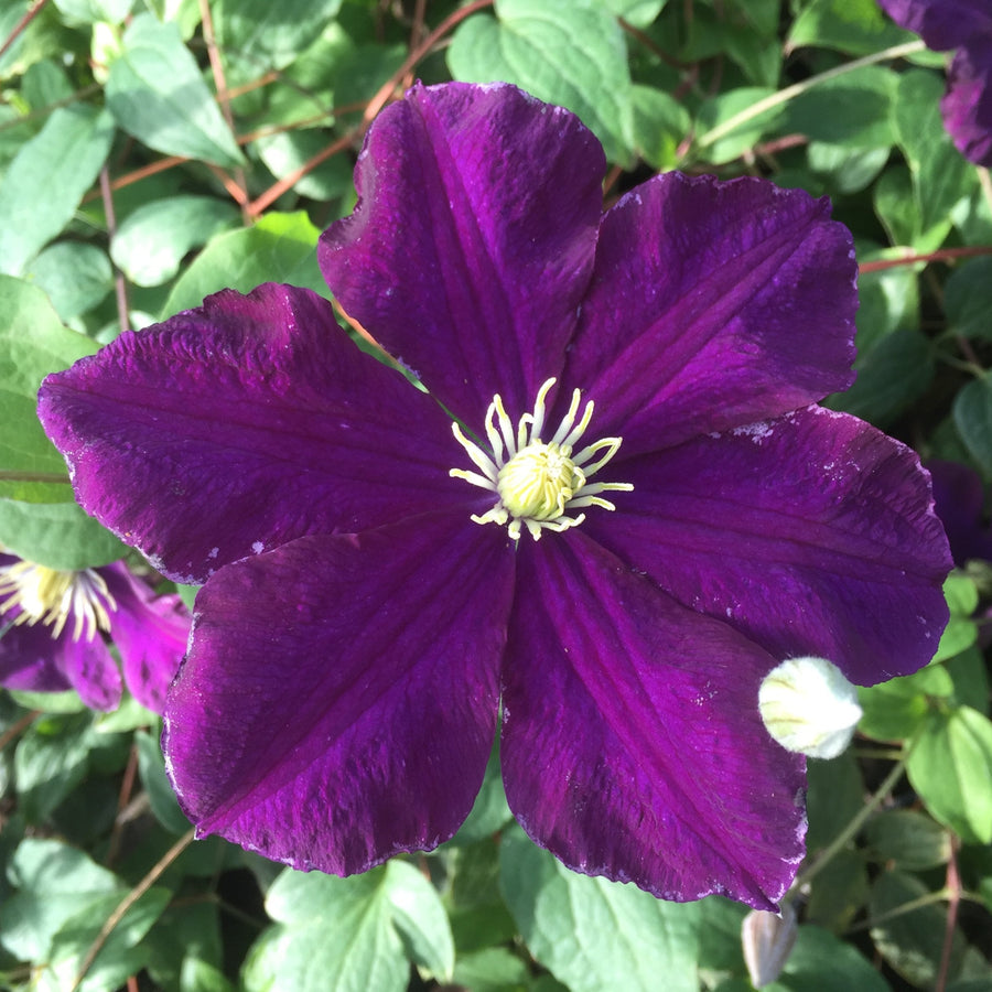 Clematis 'Warsaw Nike'
