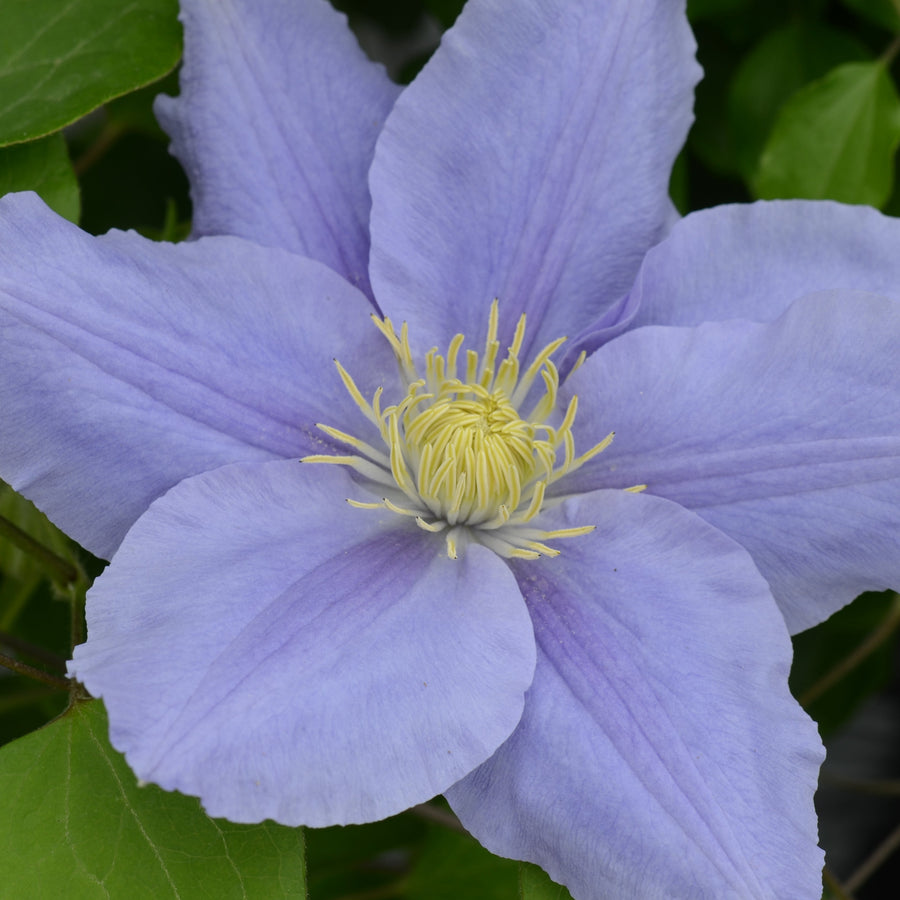 Clematis 'Zara' (Evipo062)