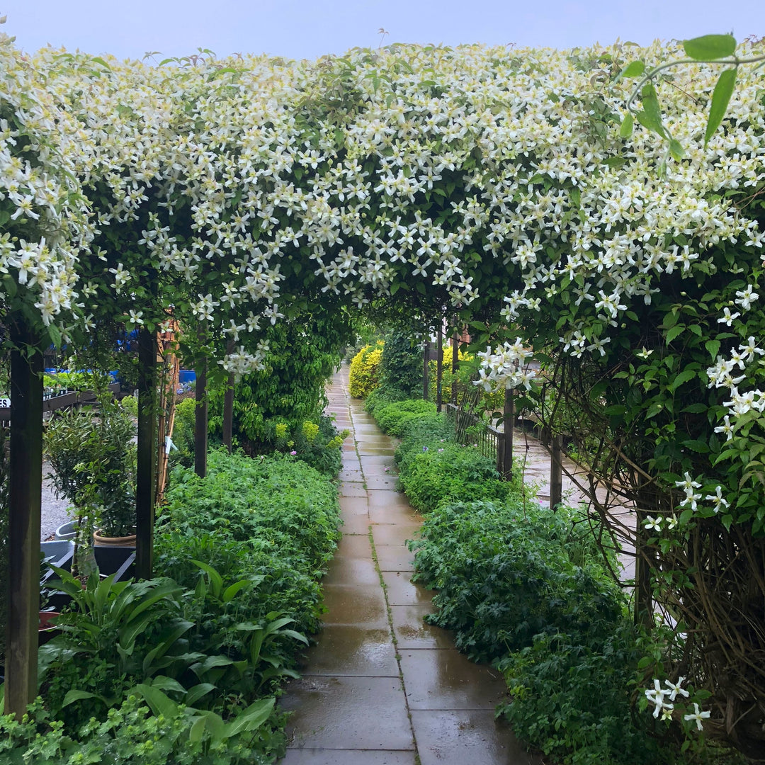 Clematis montana Starlet® White Perfume 'fpdw2009' white flowering trees