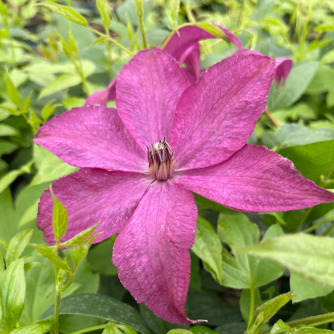 Saphyra Nancy pink flower veined and tight stamen group