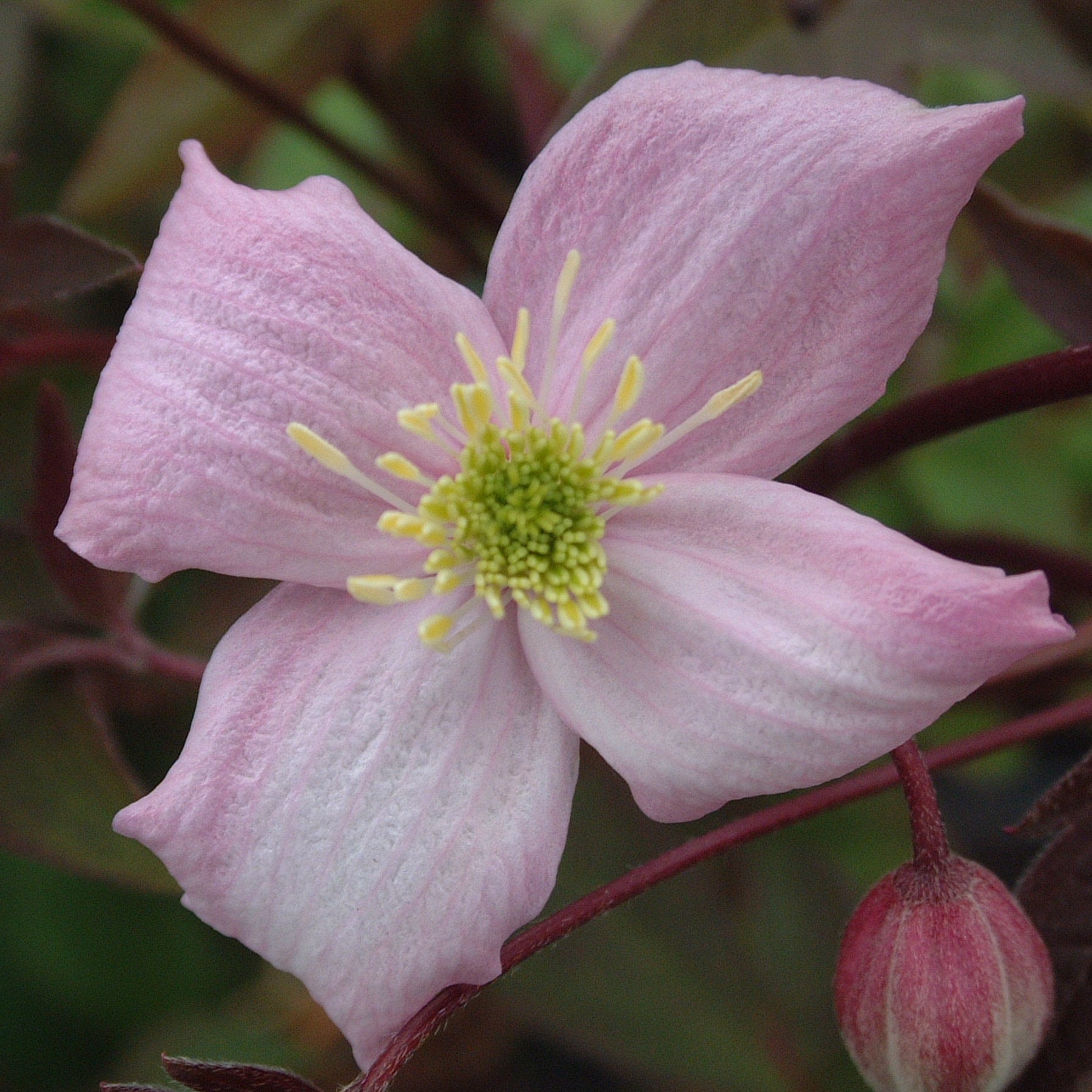 Clematis Montana Elizabeth Garden Wildlife