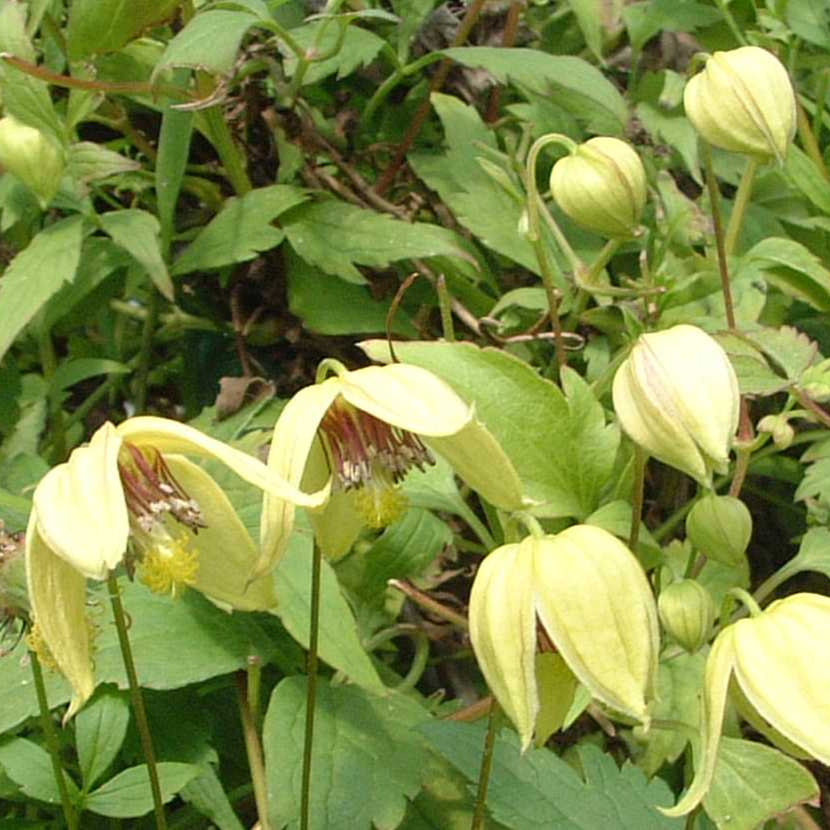 Golden Harvest, hanging golden yellow flowers
