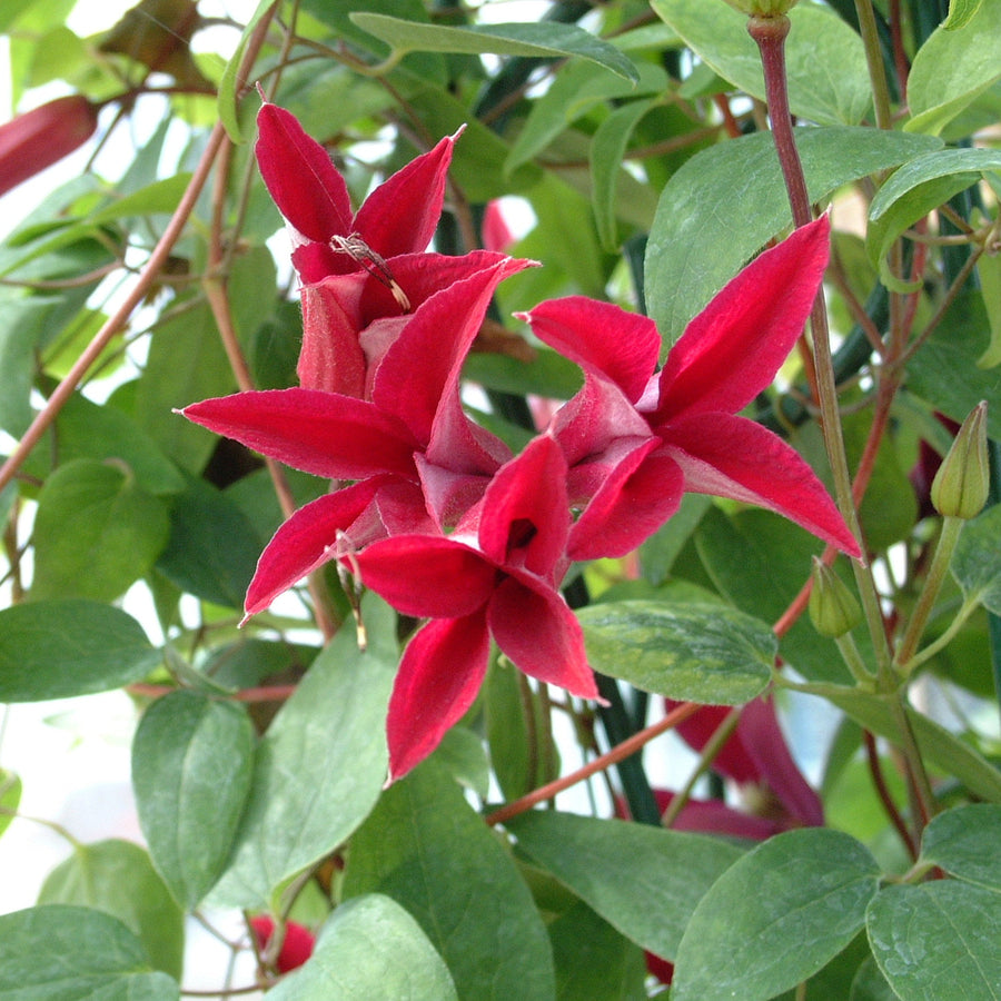 Gravetye Beauty red flowers