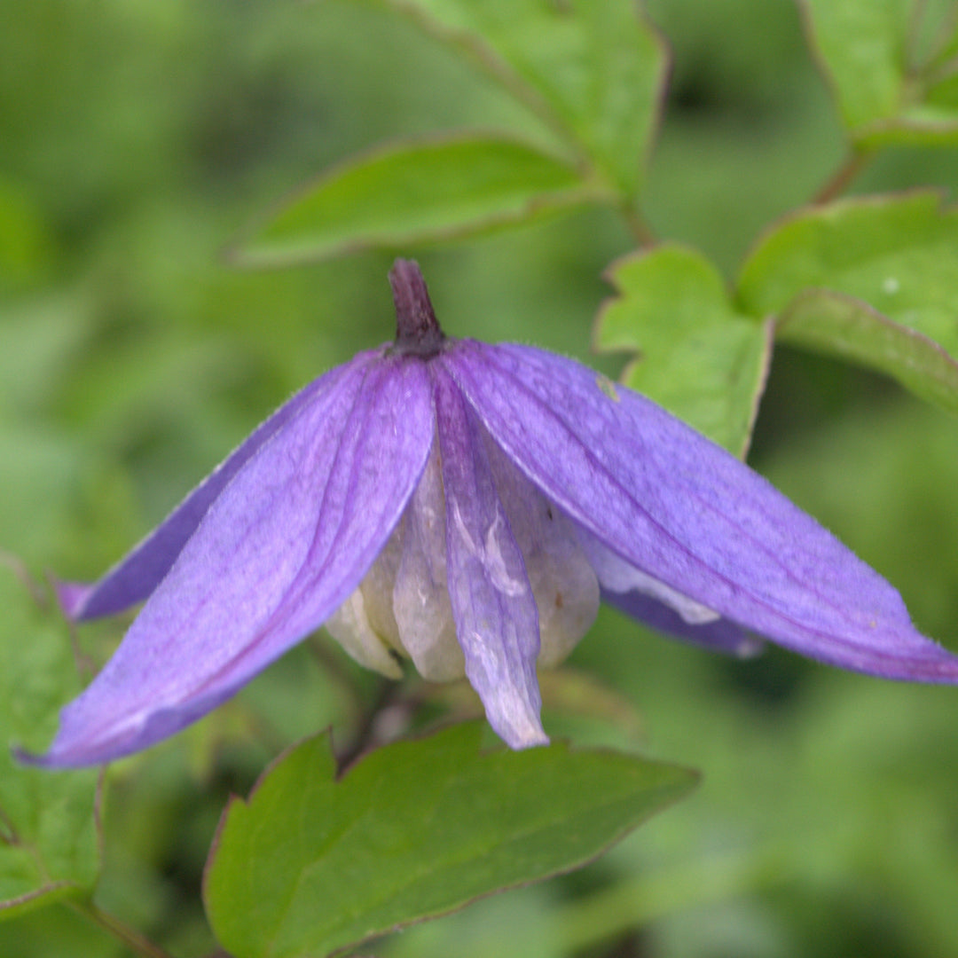 Clematis alpina 'Blue Dancer'