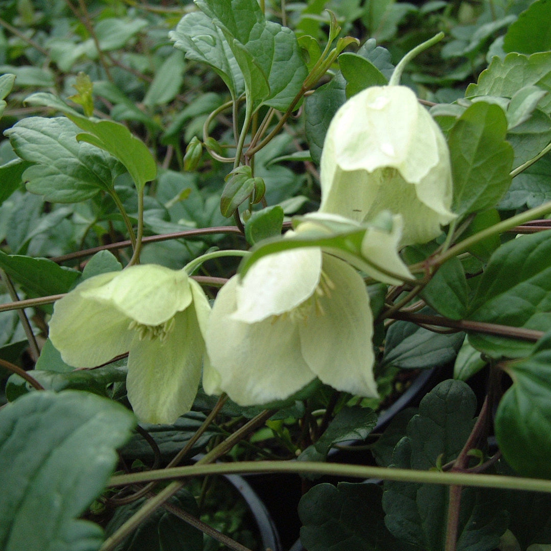 ClematiscirrhosaWisleyCream_2 - cream hanging flowers