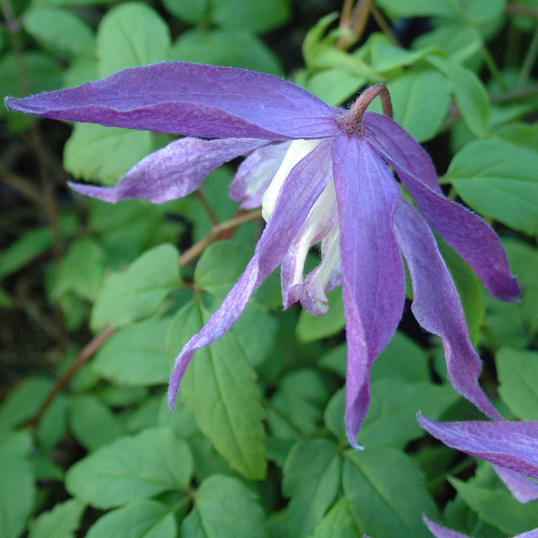 Clematis macropetala Jan Lindmark purple and white hanging flower.