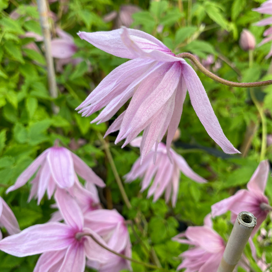 Markham Pink, hanging pink and white flowers.