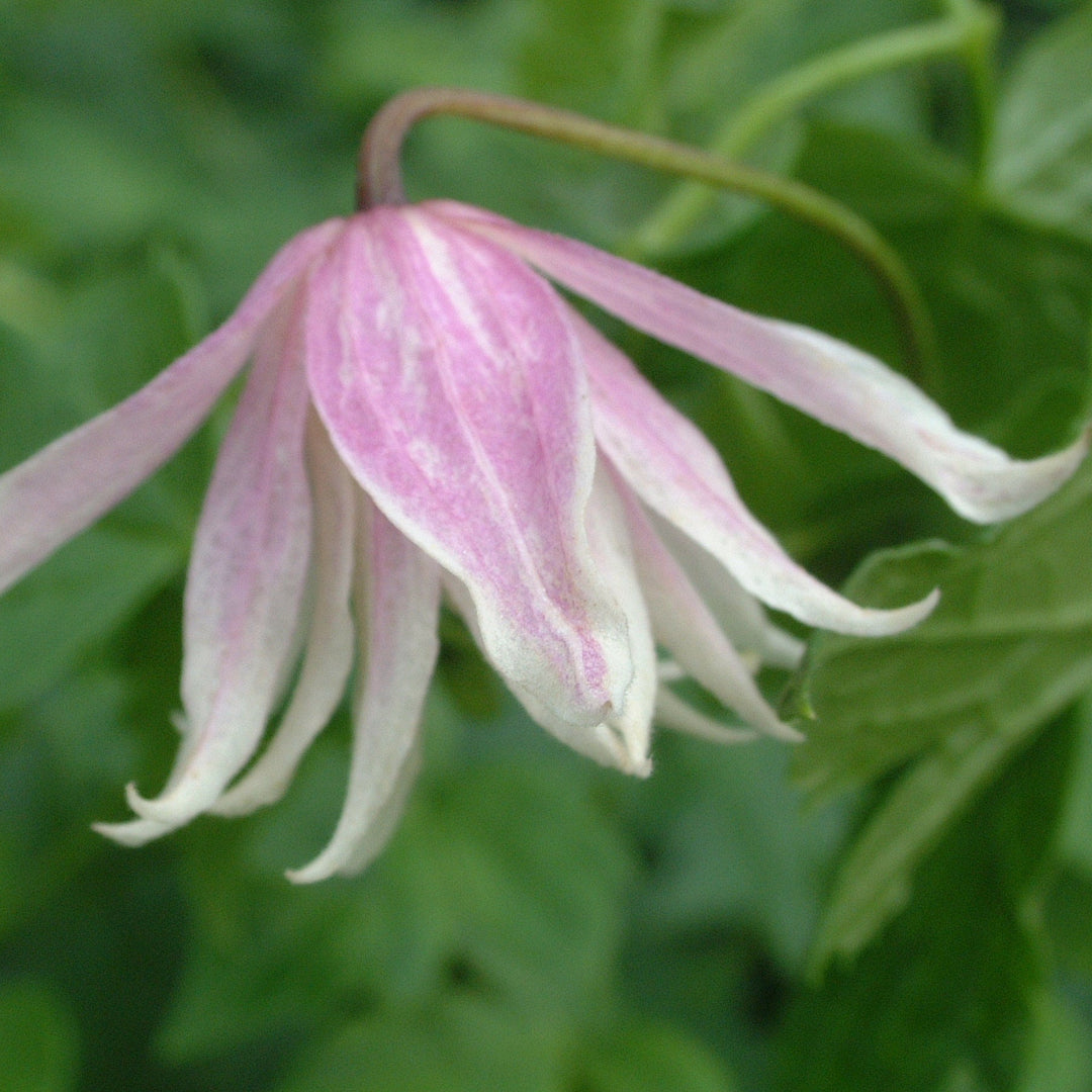 Clematis macropetala Propertius - pink hanging flower with white edges.