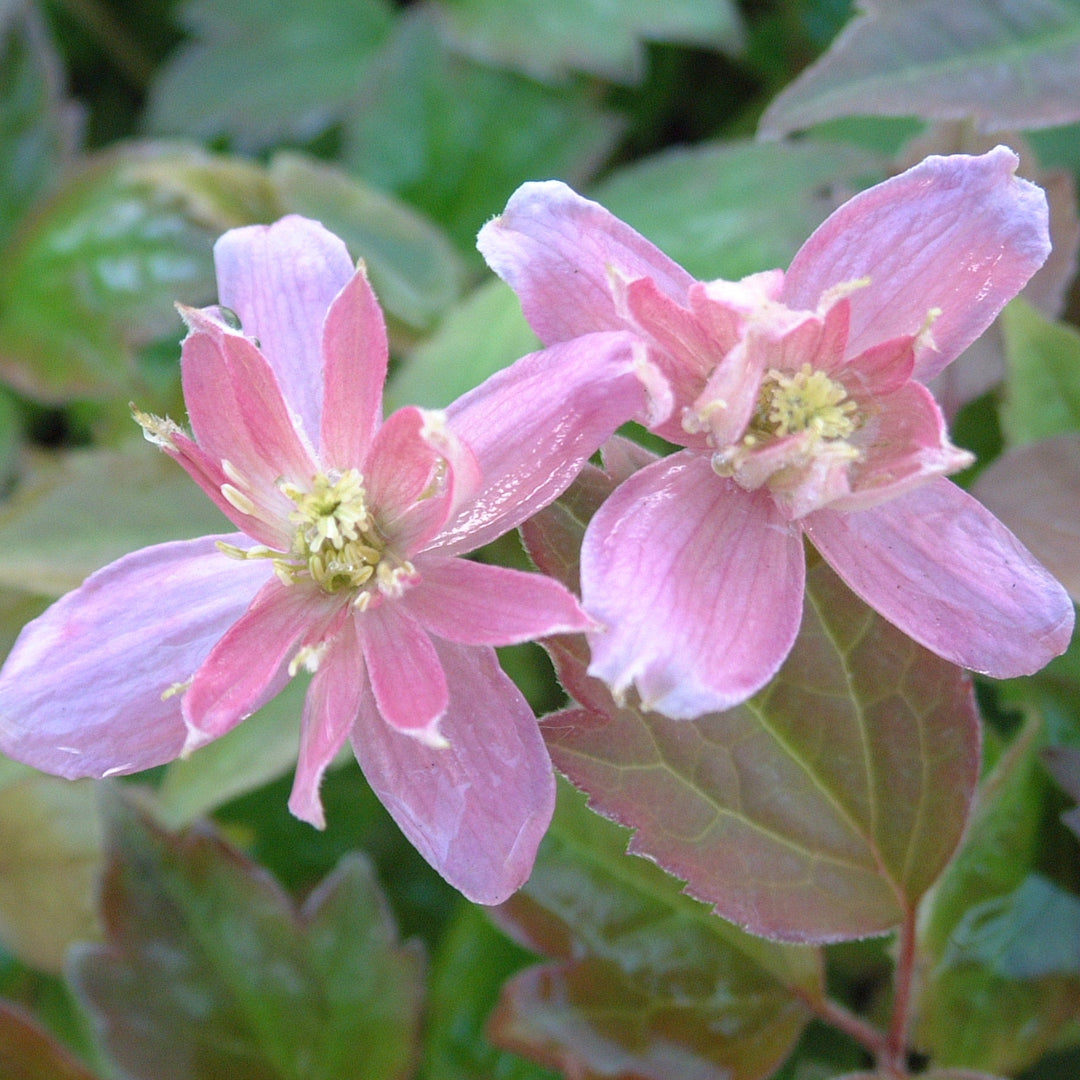 Clematis montana Broughton Star light pink flowers, yellow centre.
