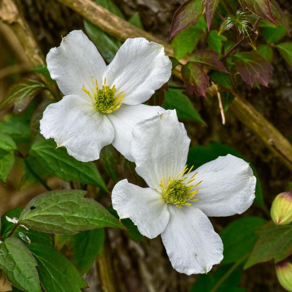 Clematis montana 'Grandiflora'