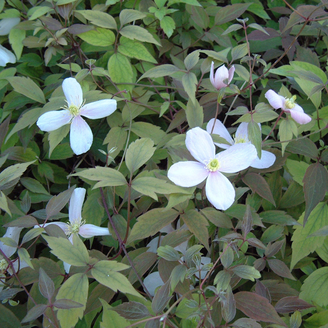 ClematismontanaPinkPerfection_5 White flowers, bushy