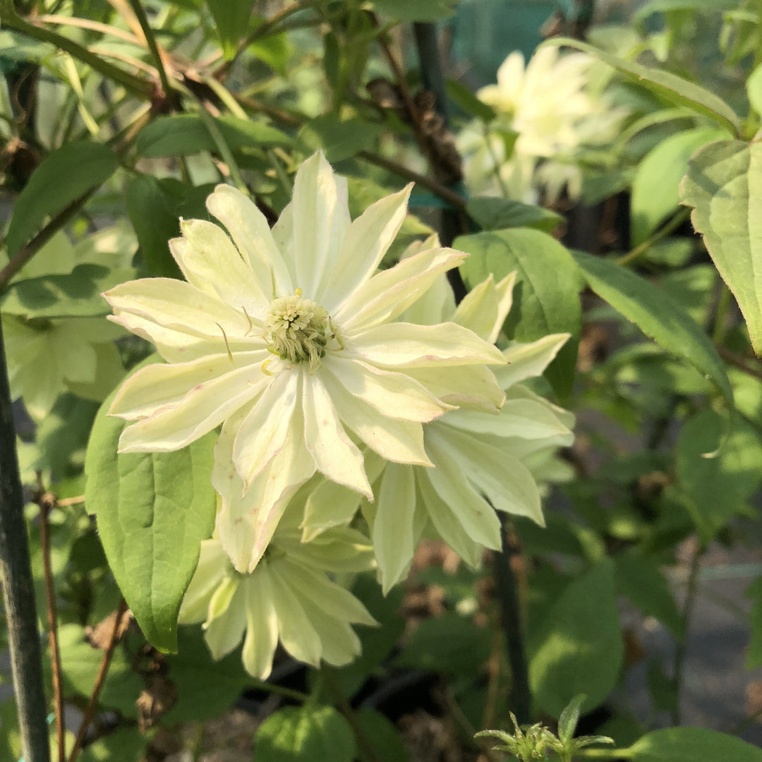 Clematis montana 'Primrose Star'