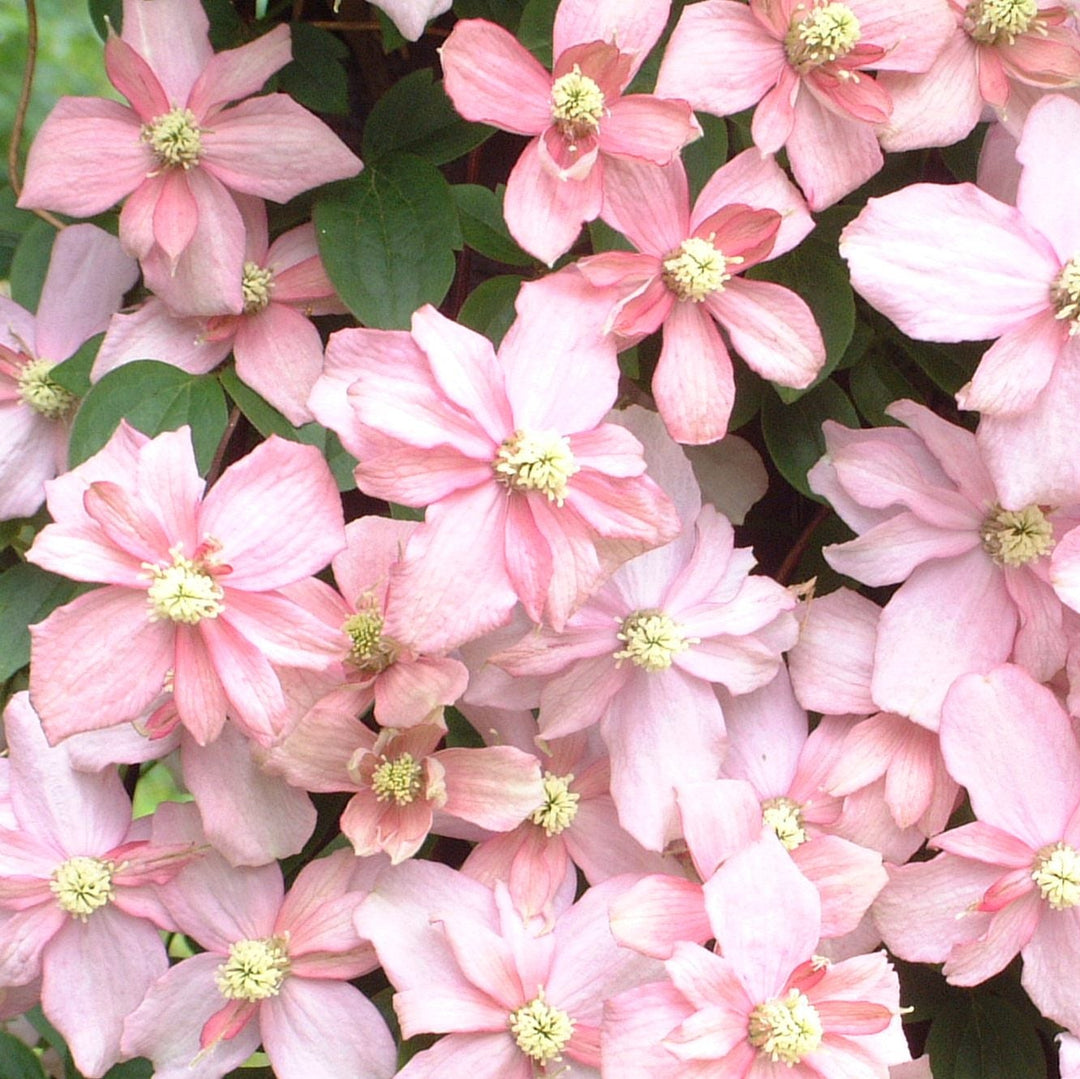 Clematis montana 'Rubens Superba'