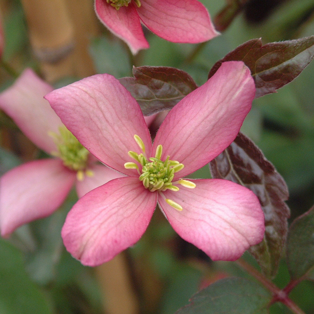 Clematis montana 'Warwickshire Rose'