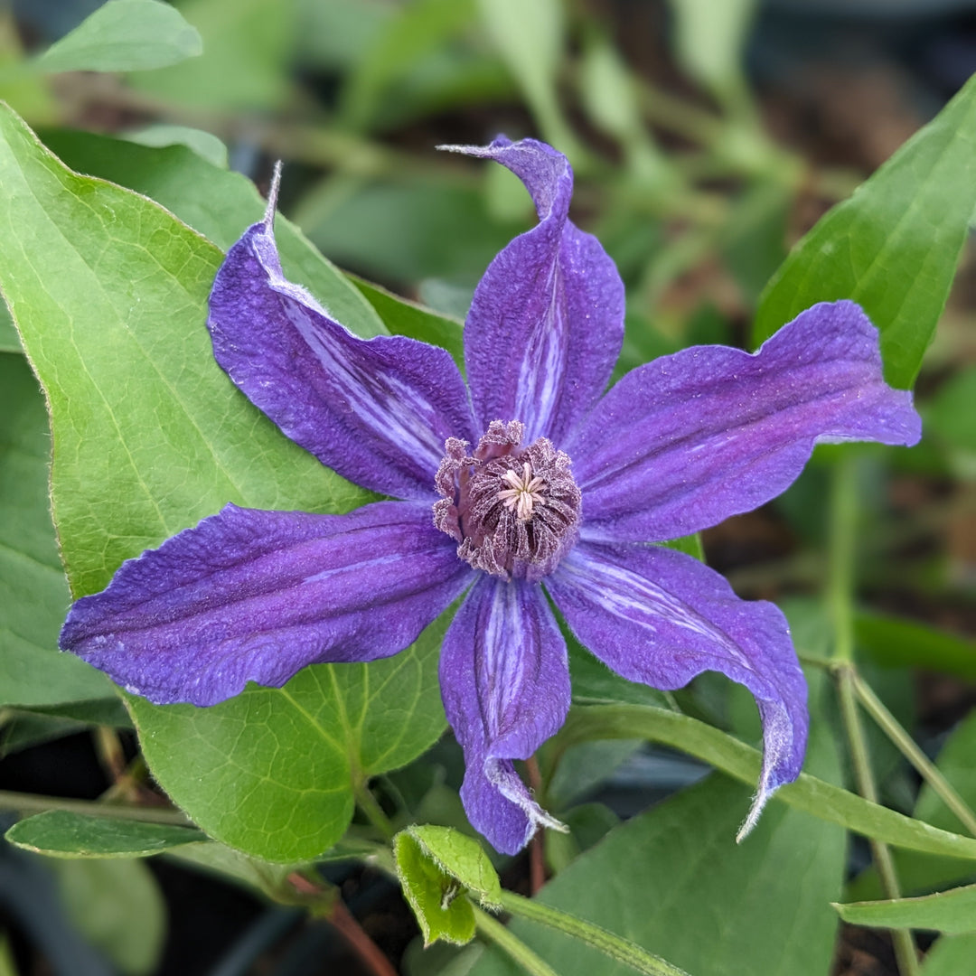 Clematis integrifolia 'Saphyra Violetta' (Cleminov32)