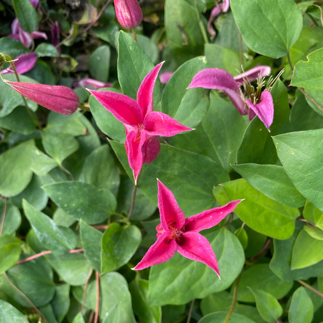 Clematis texensis 'Princess of Wales'