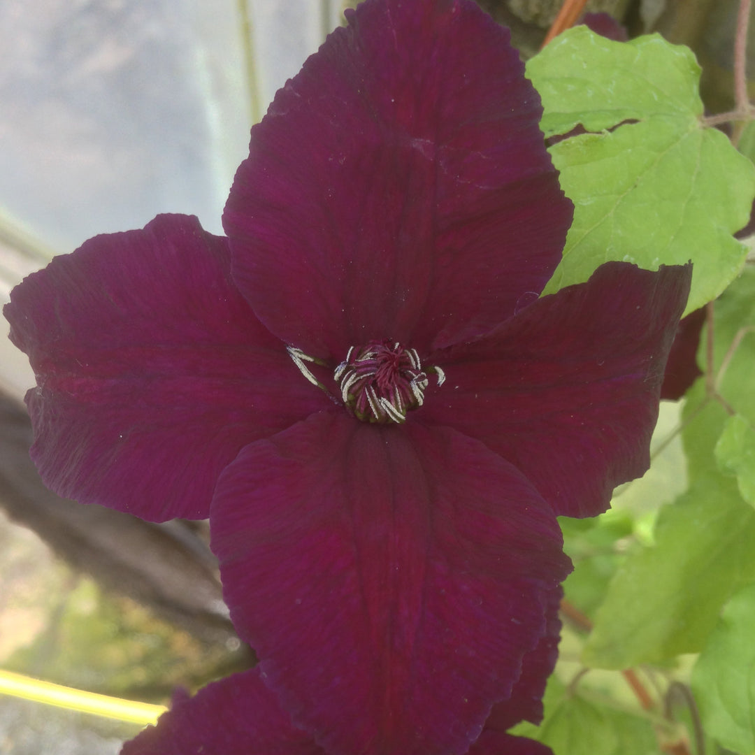 Viticella Dark Eyes dark crimson red flower