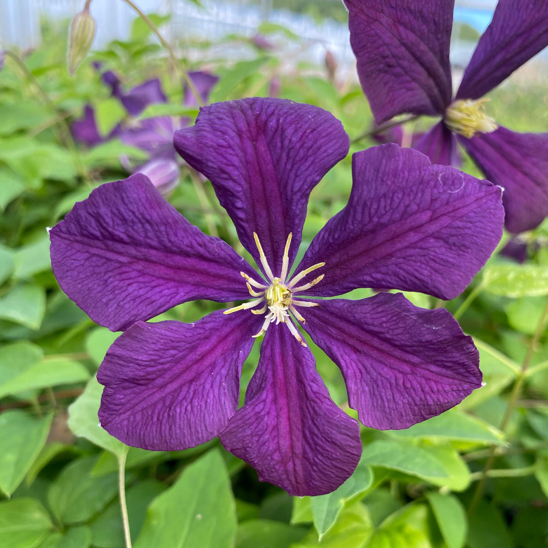 Clematis viticella 'Etoile Violette'