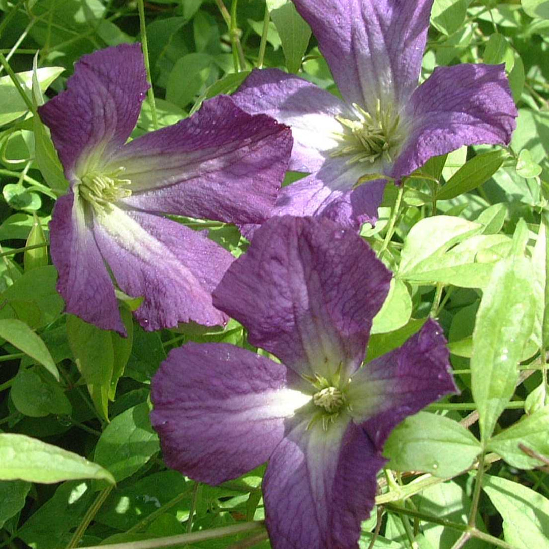 Clematis viticella 'Little Bas'